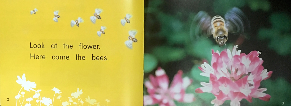 Here Come the Bees by Jan Baynes - Around the World in Picture Books promotion by Oyez!Books