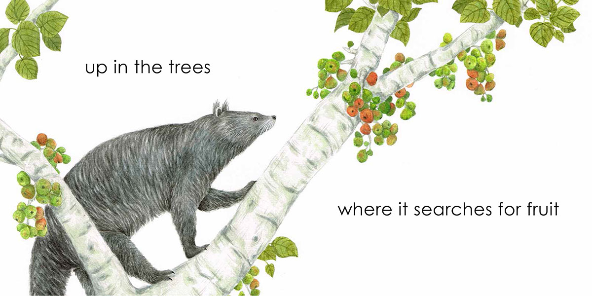 Borneo Animals Series : Binturong - picture book by Beverley Hon, illustrated by Lim Lay Koon, published by Oyez!Books