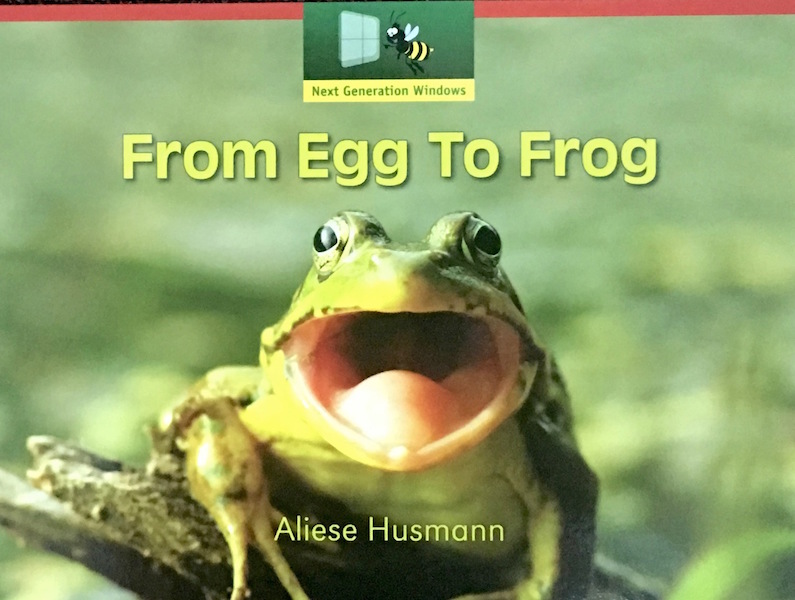 From Egg to Frog by Aliese Husmann - Around the World in Picture Books promotion by Oyez!Books
