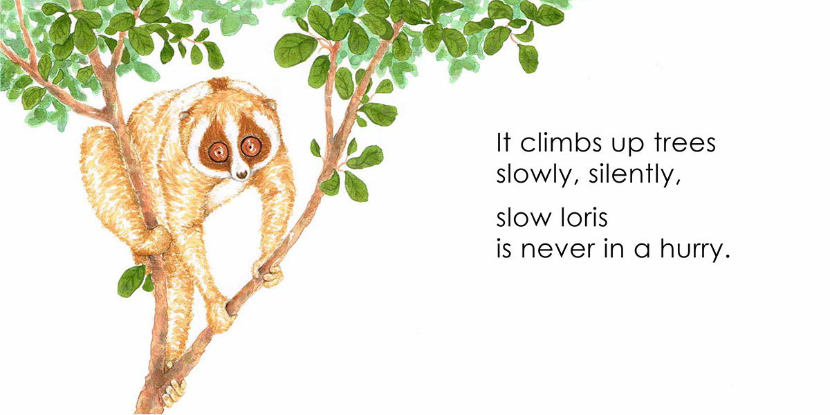 Borneo Animals Series : Slow Loris - picture book by Beverley Hon, illustrated by Lim Lay Koon, published by Oyez!Books